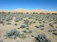 Mojave reserve (11).JPG